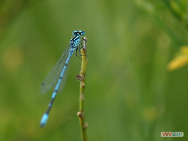 Agrion