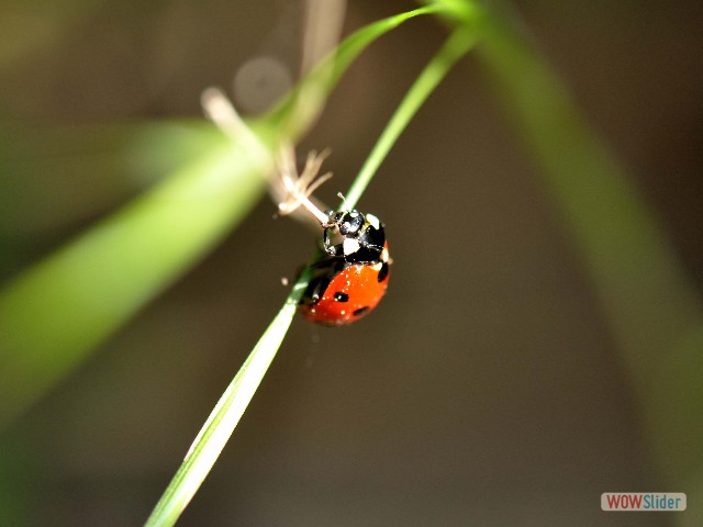 Coccinelle