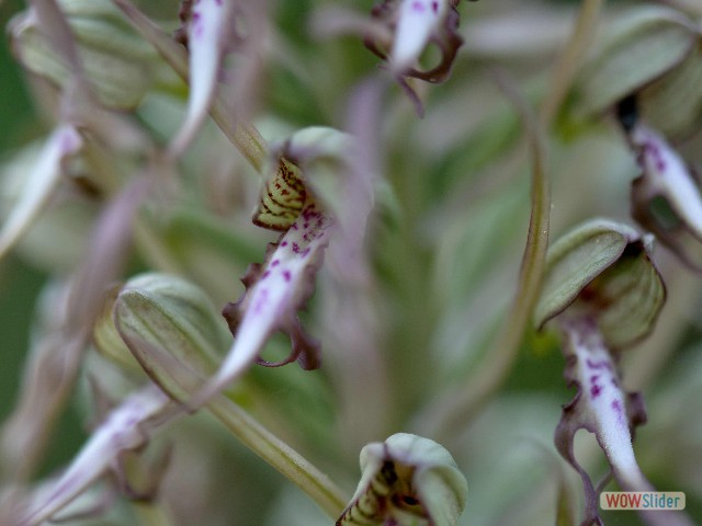 Orchis bouc