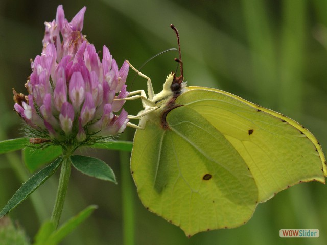 Papillon