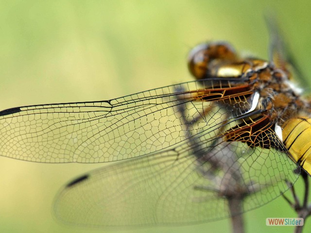 Sympetrum