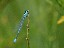 Agrion